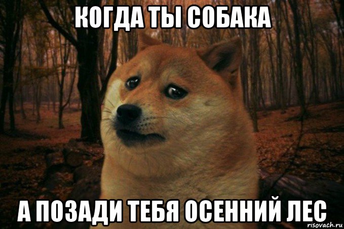 когда ты собака а позади тебя осенний лес, Мем SAD DOGE