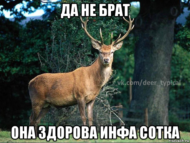 да не брат она здорова инфа сотка, Мем Паблик Типичный олень