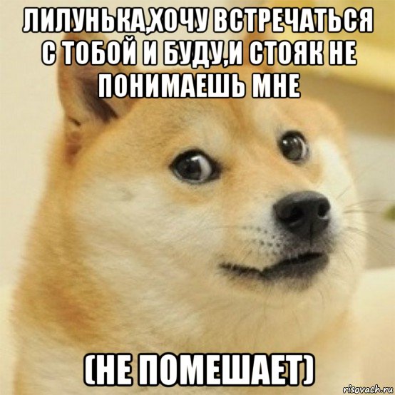 лилунька,хочу встречаться с тобой и буду,и стояк не понимаешь мне (не помешает), Мем  Собака удивлена