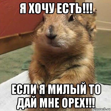 я хочу есть!!! если я милый то дай мне орех!!!, Мем Суслик спрашивает