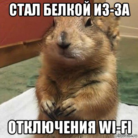 стал белкой из-за отключения wi-fi, Мем Суслик спрашивает