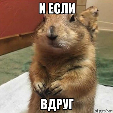 и если вдруг, Мем Суслик спрашивает