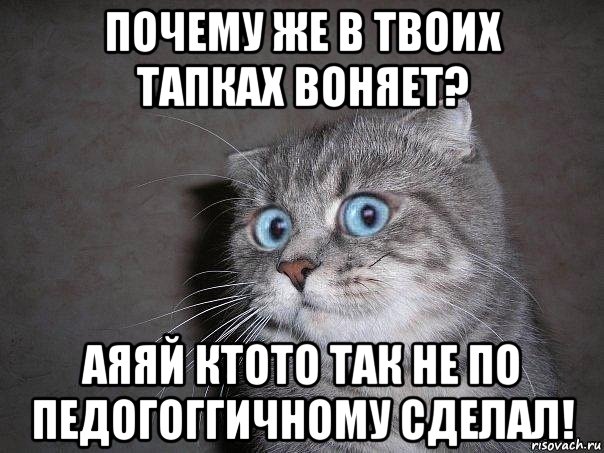 почему же в твоих тапках воняет? аяяй ктото так не по педогоггичному сделал!, Мем  удивлённый кот