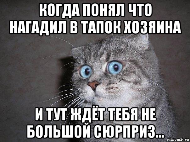 когда понял что нагадил в тапок хозяина и тут ждёт тебя не большой сюрприз..., Мем  удивлённый кот