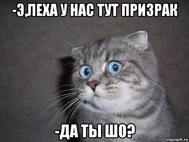 -э,леха у нас тут призрак -да ты шо?, Мем  удивлённый кот