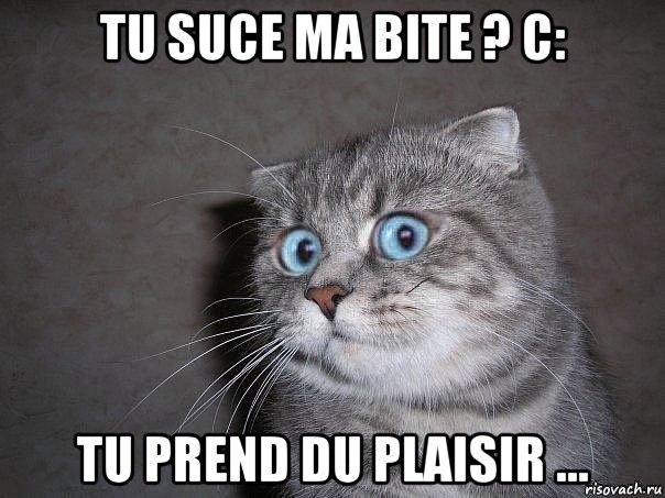 tu suce ma bite ? c: tu prend du plaisir ..., Мем  удивлённый кот