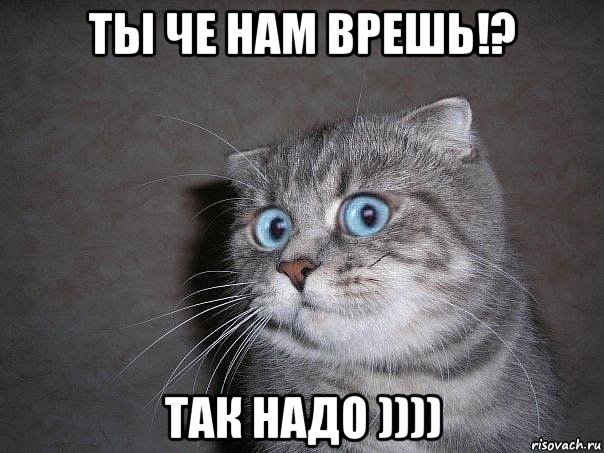 ты че нам врешь!? так надо )))), Мем  удивлённый кот