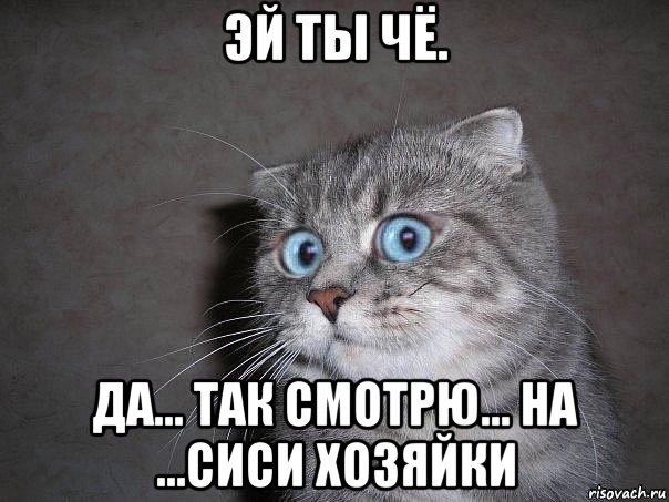 эй ты чё. да... так смотрю... на ...сиси хозяйки, Мем  удивлённый кот