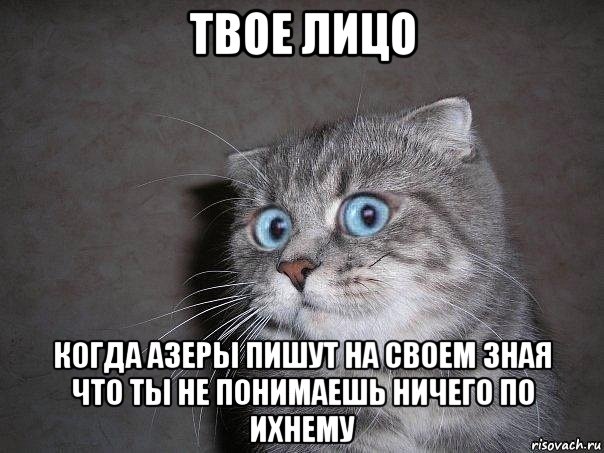 твое лицо когда азеры пишут на своем зная что ты не понимаешь ничего по ихнему, Мем  удивлённый кот