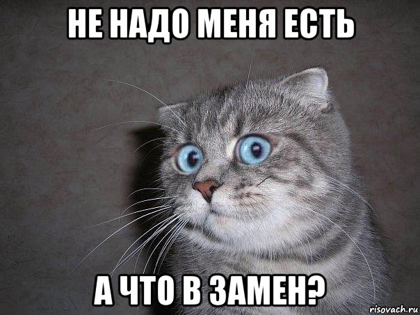 не надо меня есть а что в замен?, Мем  удивлённый кот