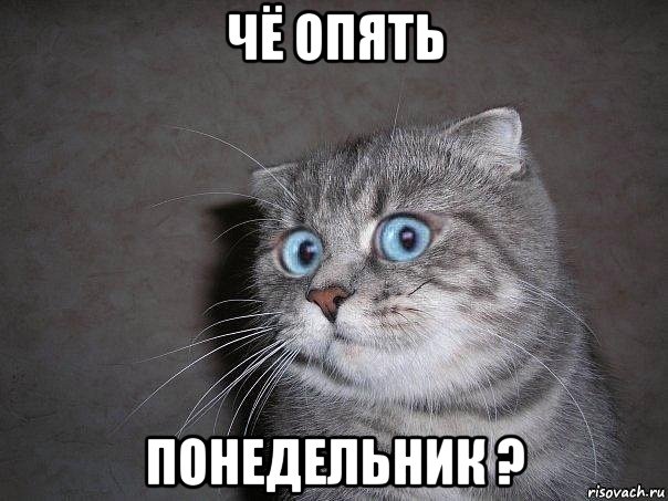 чё опять понедельник ?, Мем  удивлённый кот