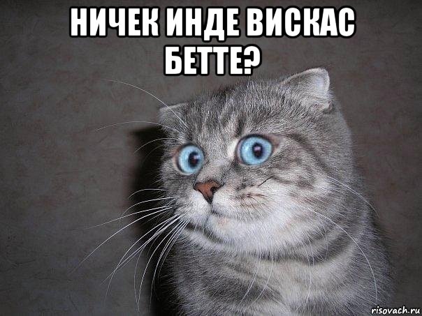 ничек инде вискас бетте? , Мем  удивлённый кот