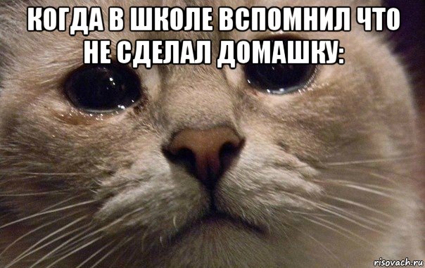 когда в школе вспомнил что не сделал домашку: , Мем   В мире грустит один котик