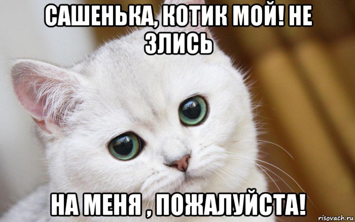 сашенька, котик мой! не злись на меня , пожалуйста!, Мем  В мире грустит один котик