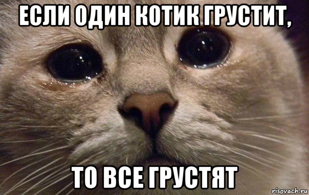 если один котик грустит, то все грустят, Мем   В мире грустит один котик