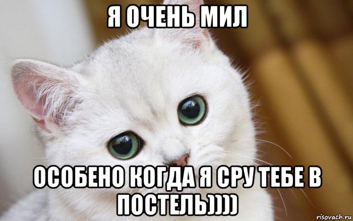 я очень мил особено когда я сру тебе в постель)))), Мем  В мире грустит один котик