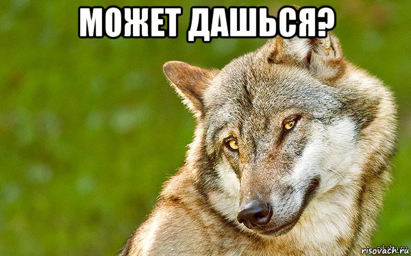 может дашься? , Мем   Volf