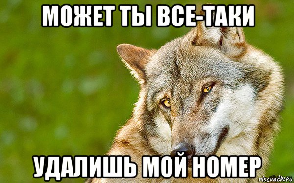 может ты все-таки удалишь мой номер, Мем   Volf