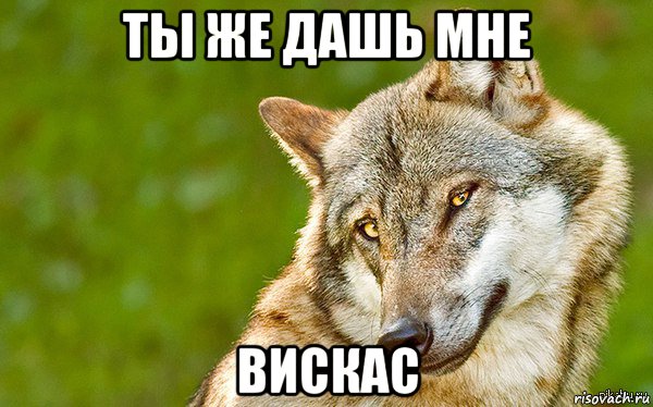 ты же дашь мне вискас, Мем   Volf