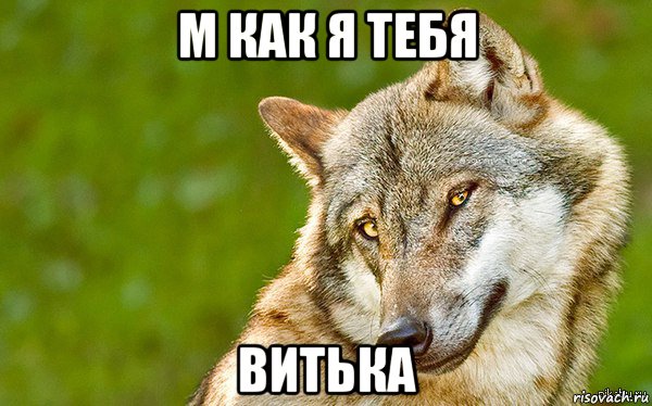 м как я тебя витька, Мем   Volf