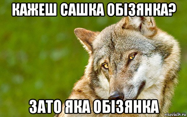 кажеш сашка обізянка? зато яка обізянка, Мем   Volf