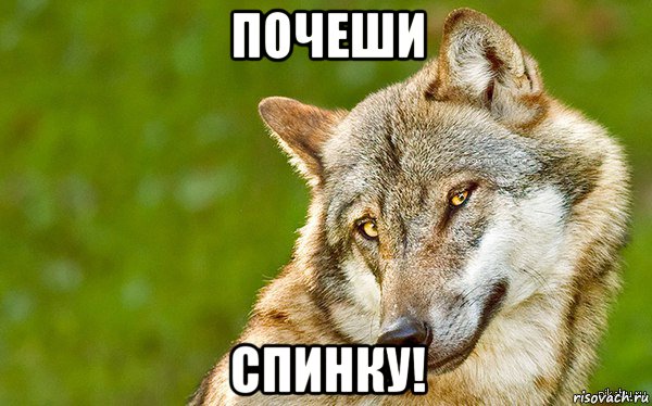 почеши спинку!, Мем   Volf