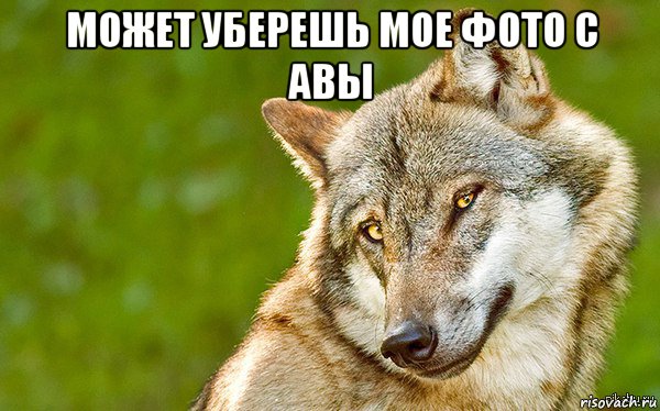 может уберешь мое фото с авы , Мем   Volf