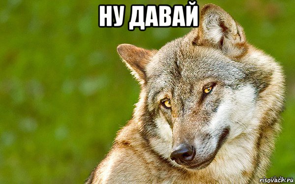 ну давай , Мем   Volf