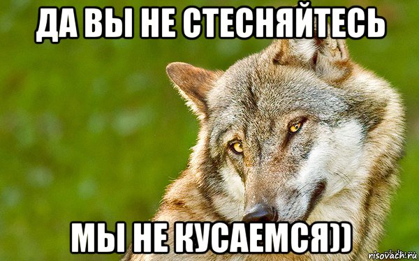 да вы не стесняйтесь мы не кусаемся)), Мем   Volf