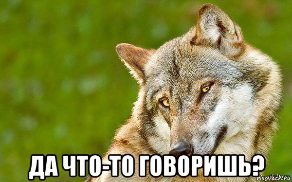  да что-то говоришь?, Мем   Volf