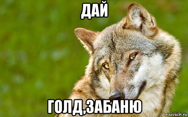 дай голд,забаню, Мем   Volf