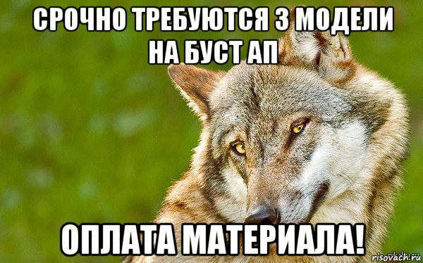 срочно требуются 3 модели на буст ап оплата материала!, Мем   Volf