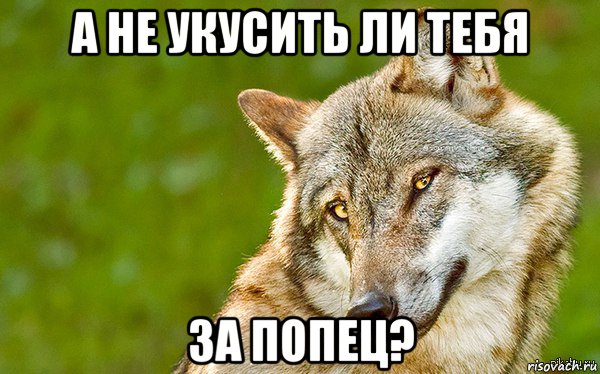 а не укусить ли тебя за попец?, Мем   Volf