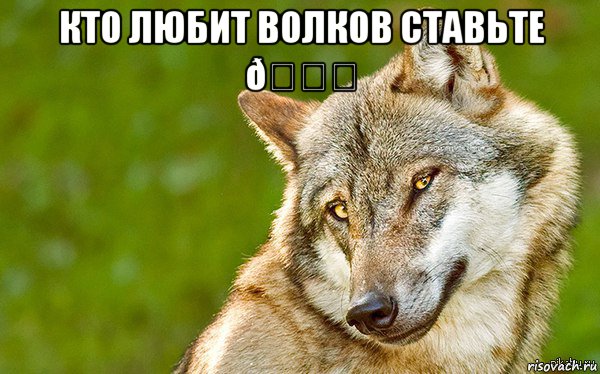 Мем   Volf