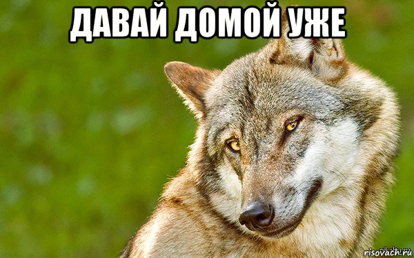 давай домой уже , Мем   Volf