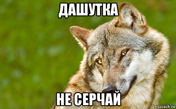 дашутка не серчай, Мем   Volf