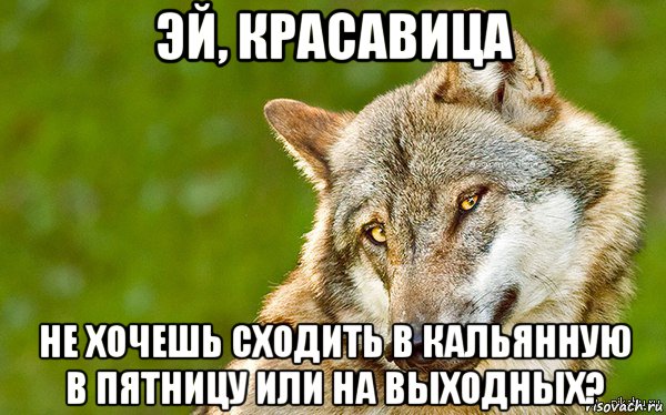 эй, красавица не хочешь сходить в кальянную в пятницу или на выходных?, Мем   Volf