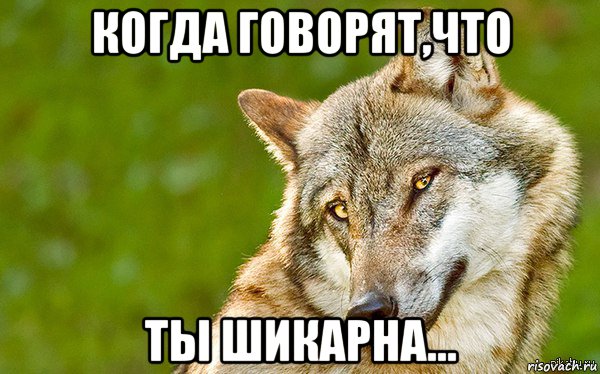 когда говорят,что ты шикарна..., Мем   Volf