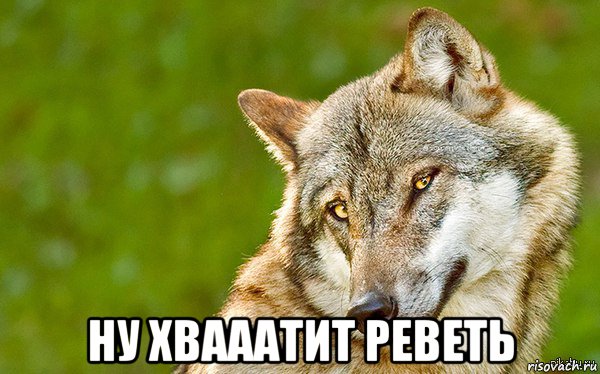  ну хвааатит реветь, Мем   Volf