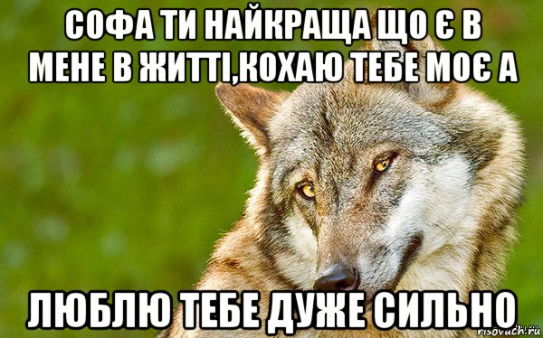 софа ти найкраща що є в мене в житті,кохаю тебе моє а люблю тебе дуже сильно, Мем   Volf