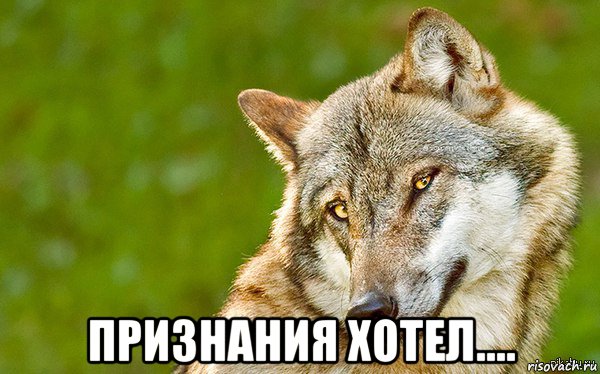  признания хотел...., Мем   Volf