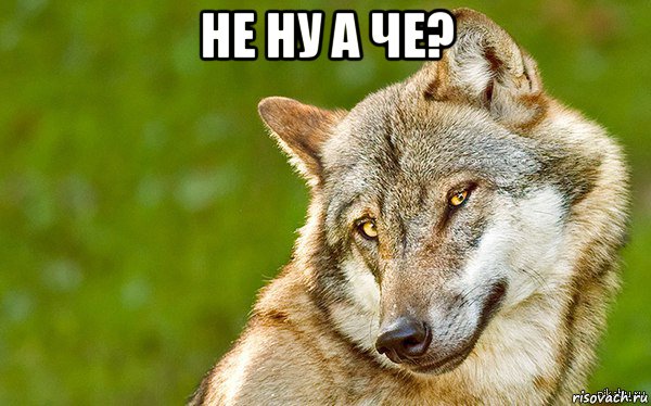 не ну а че? , Мем   Volf