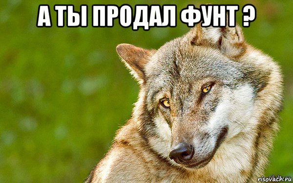 а ты продал фунт ? , Мем   Volf