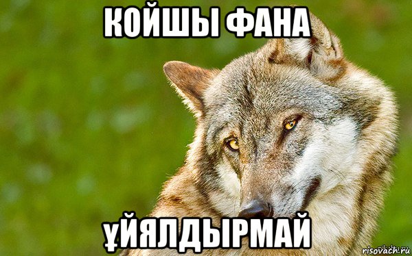 койшы фана ұйялдырмай, Мем   Volf