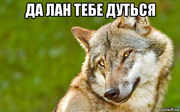 да лан тебе дуться , Мем   Volf