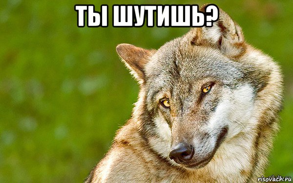 ты шутишь? , Мем   Volf