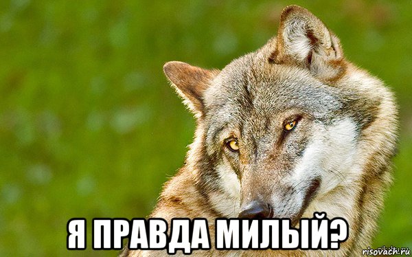  я правда милый?, Мем   Volf