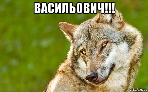 васильович!!! , Мем   Volf