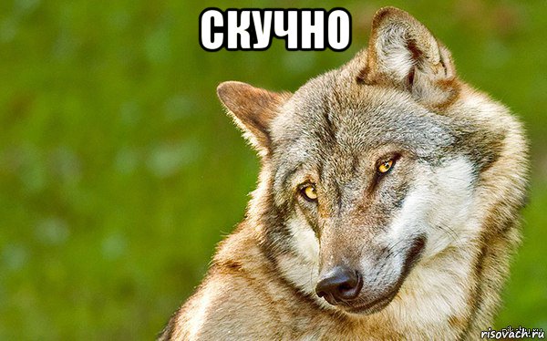 скучно , Мем   Volf