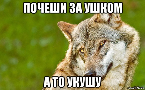 почеши за ушком а то укушу, Мем   Volf